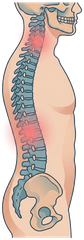 Illustration of the full spine from neck to lower back
