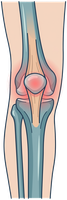 Illustration of the knee joint and patella